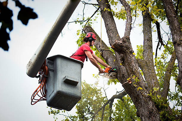 Best Fruit Tree Pruning  in Woodson Terrace, MO